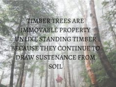 TIMBER TREES ARE IMMOVABLE PROPERTY UNLIKE STANDING TIMBER BECAUSE THEY CONTINUE TO DRAW SUSTENANCE FROM SOIL
