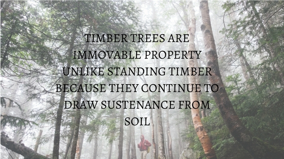 TIMBER TREES ARE IMMOVABLE PROPERTY UNLIKE STANDING TIMBER BECAUSE THEY CONTINUE TO DRAW SUSTENANCE FROM SOIL